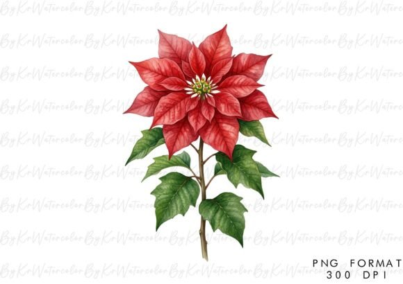 Beautiful Watercolor Clipart Bundle: Hand-Painted Poinsettia PNGs & More for Every Creative Season